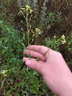 Imagem de Camelina sativa (L.) Crantz