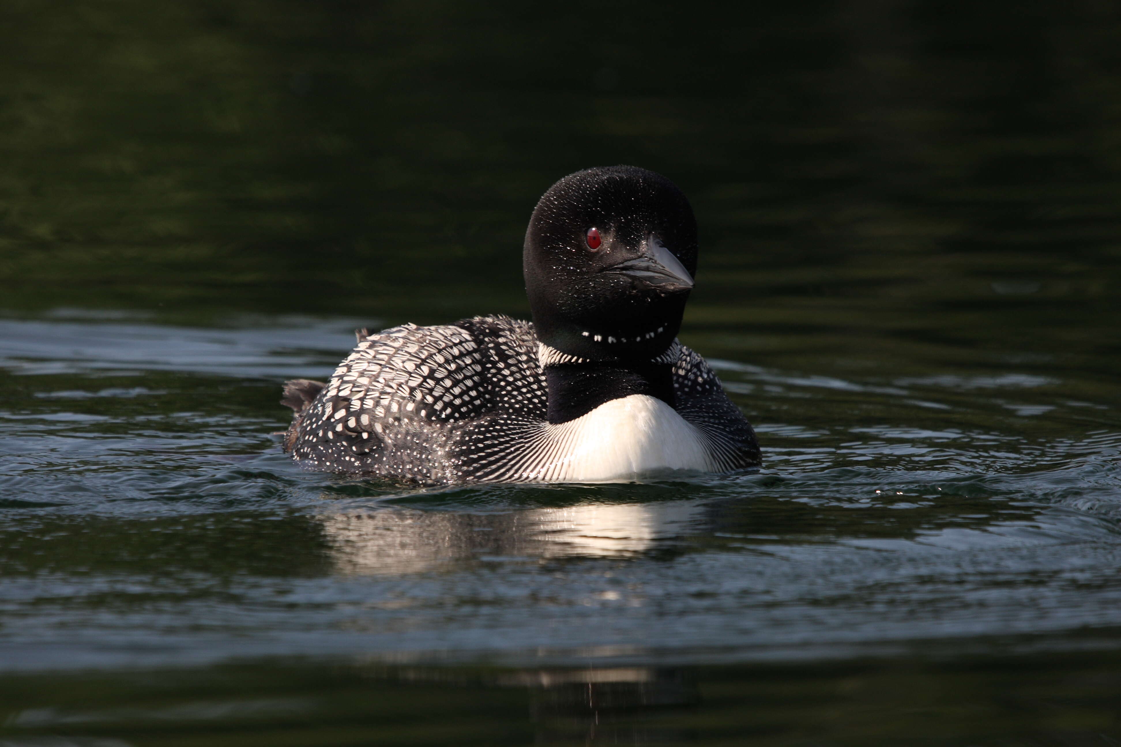 Image of loons