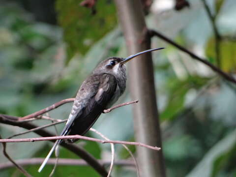 Image of White-bearded Hermit