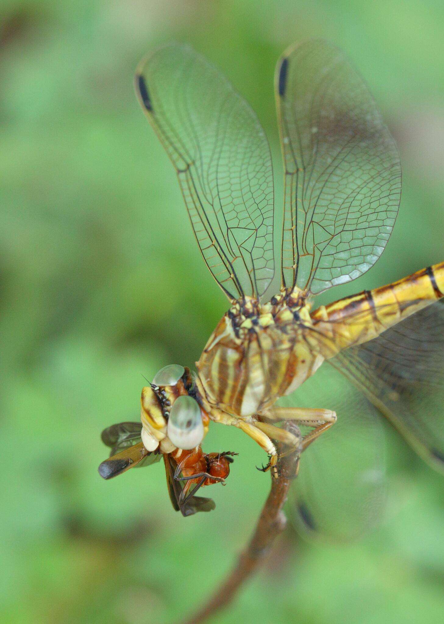 Image of Clubbed Talontail