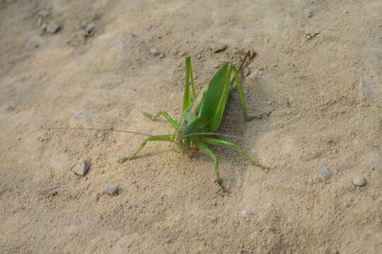 Image of upland green bush-cricket