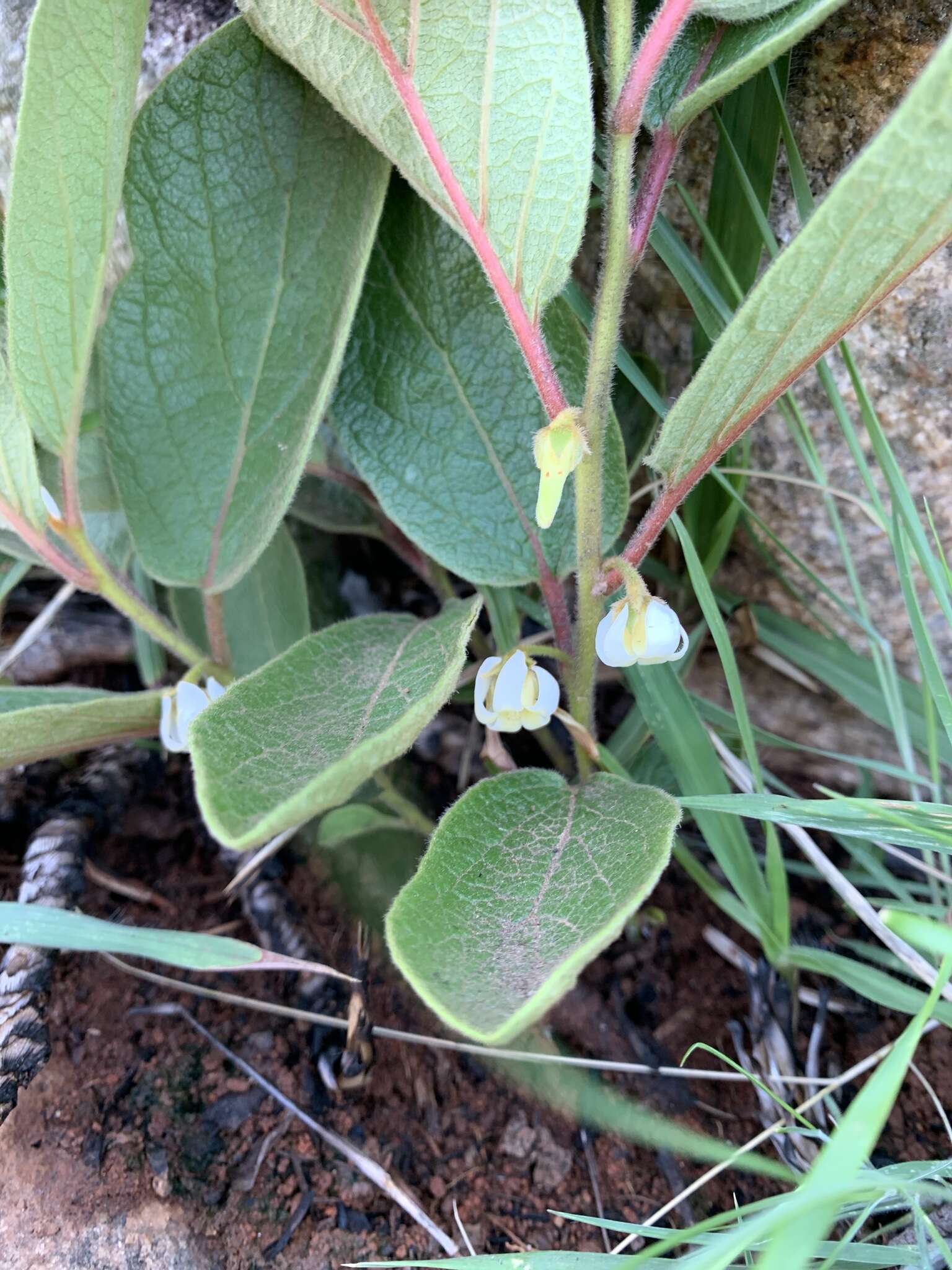 Image of Diospyros galpinii (Hiern) De Winter