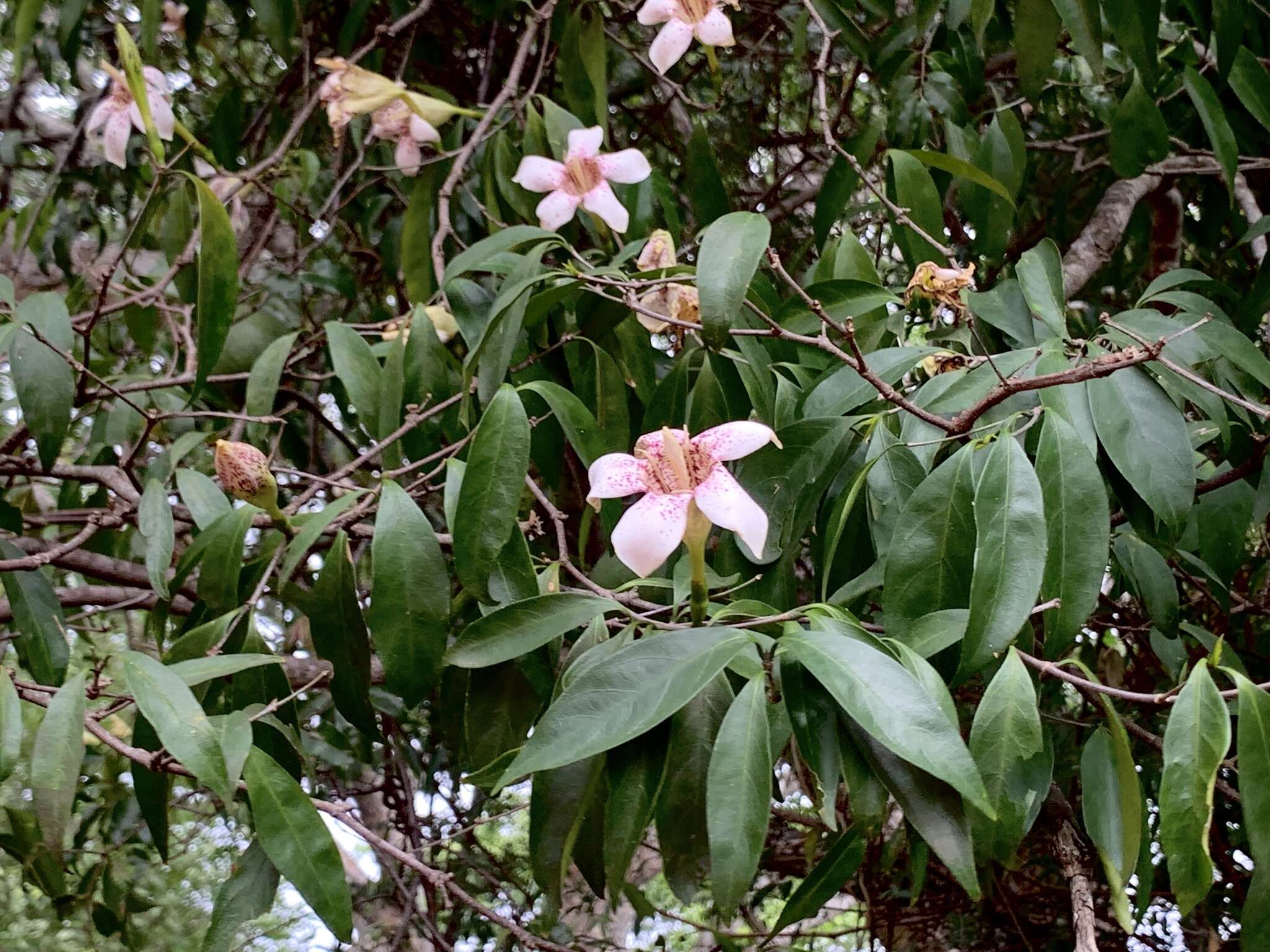 Image of Woodland rothmannia