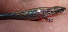 Image of Panaspis maculicollis (Jacobson & Broadley 2000)