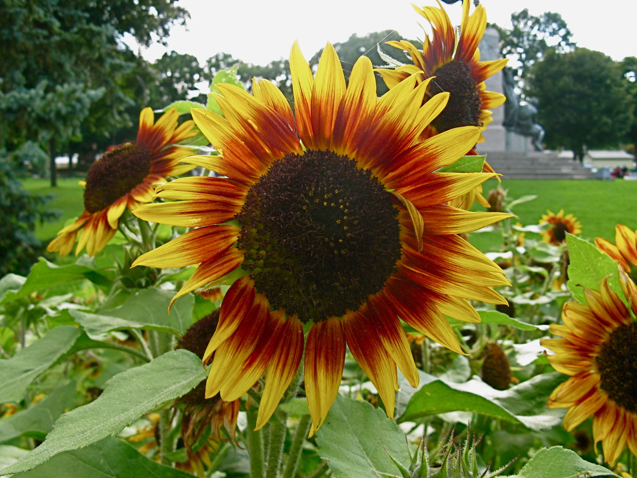 Image of common sunflower