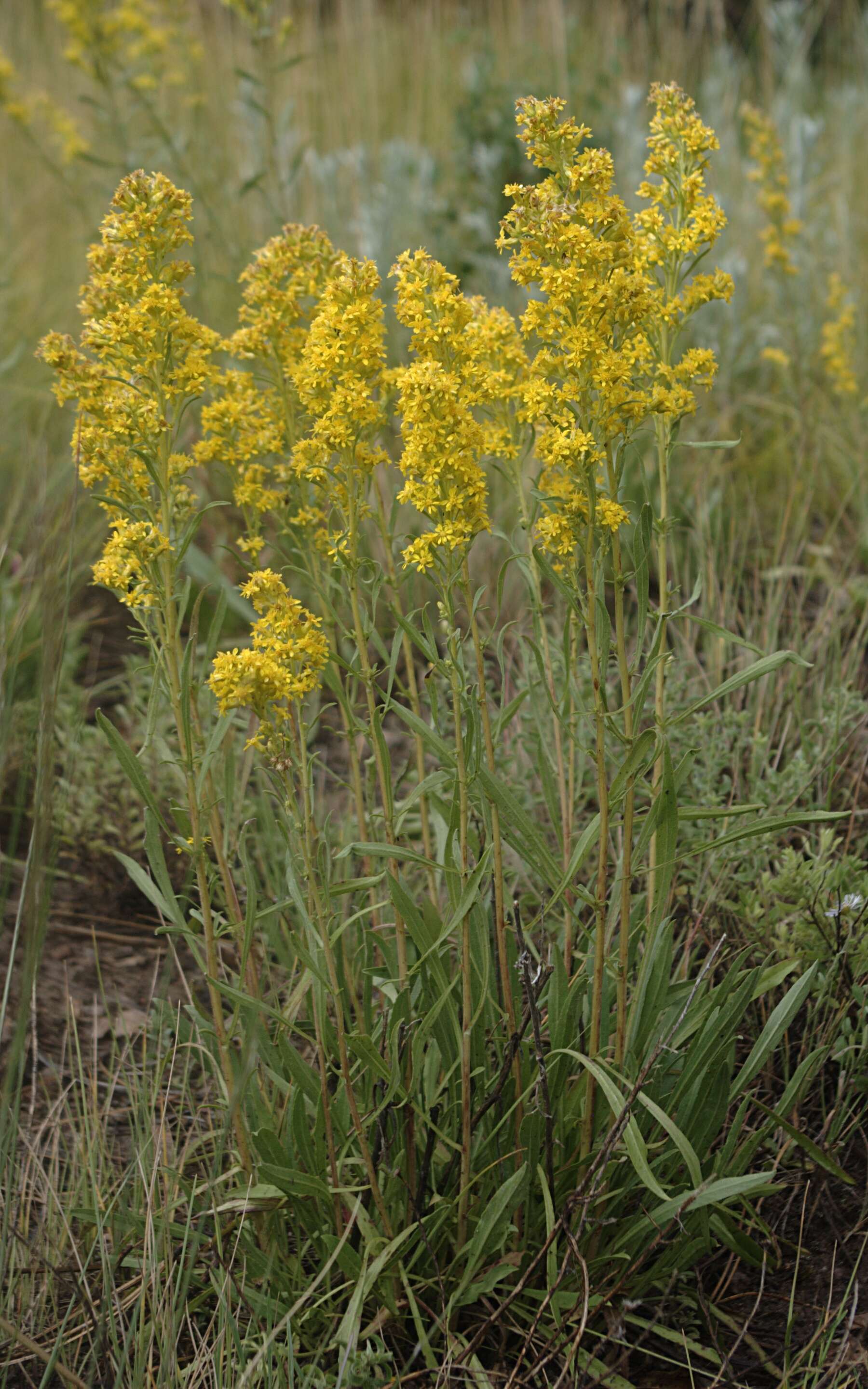 Image of Mt. Albert goldenrod