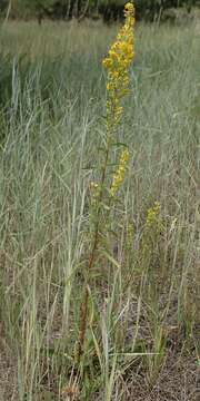 Image of Mt. Albert goldenrod