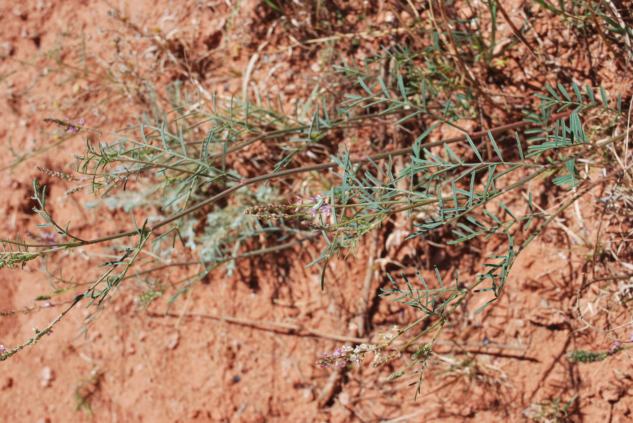 Sivun Astragalus gracilis Nutt. kuva