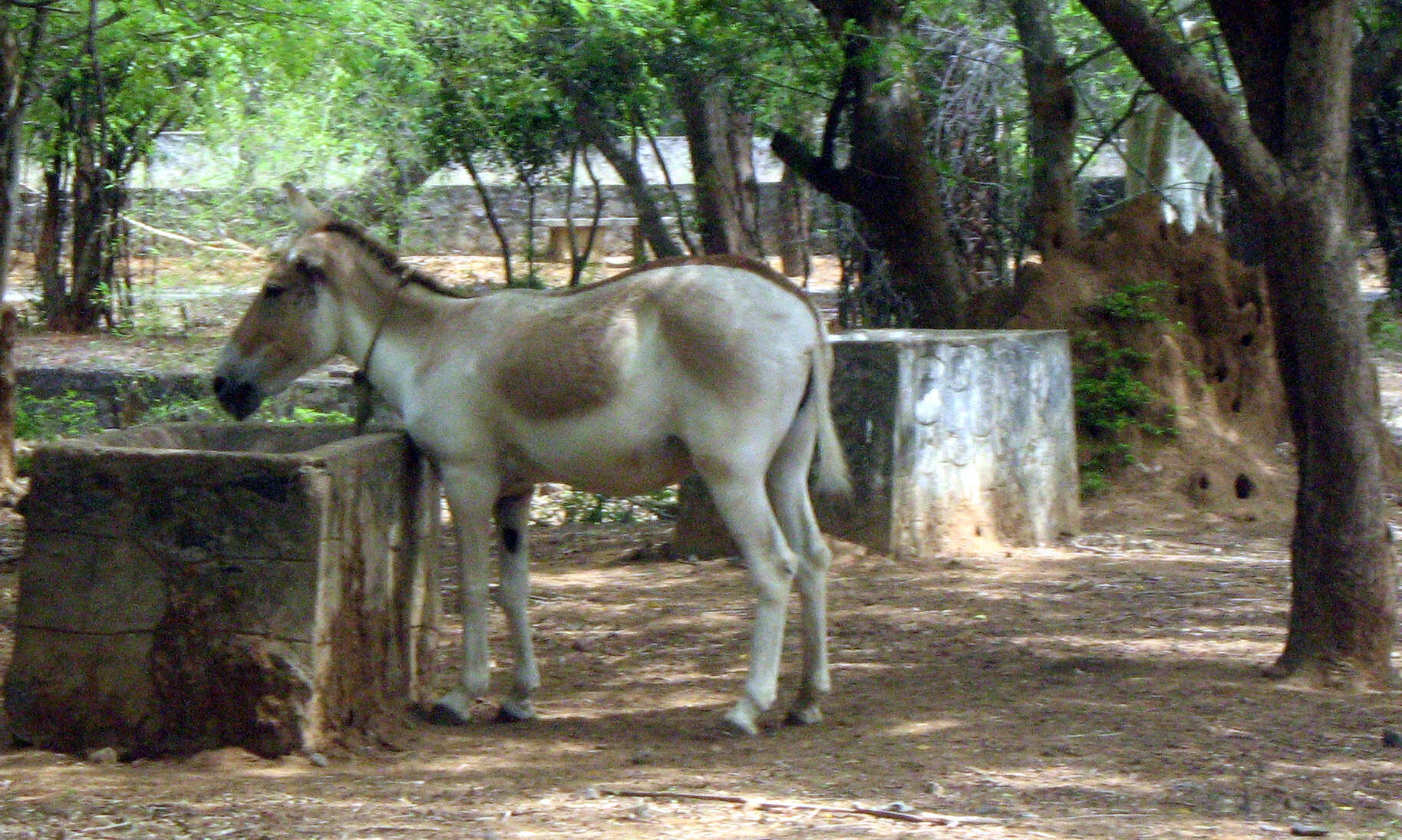 Image of Indian Wild Ass