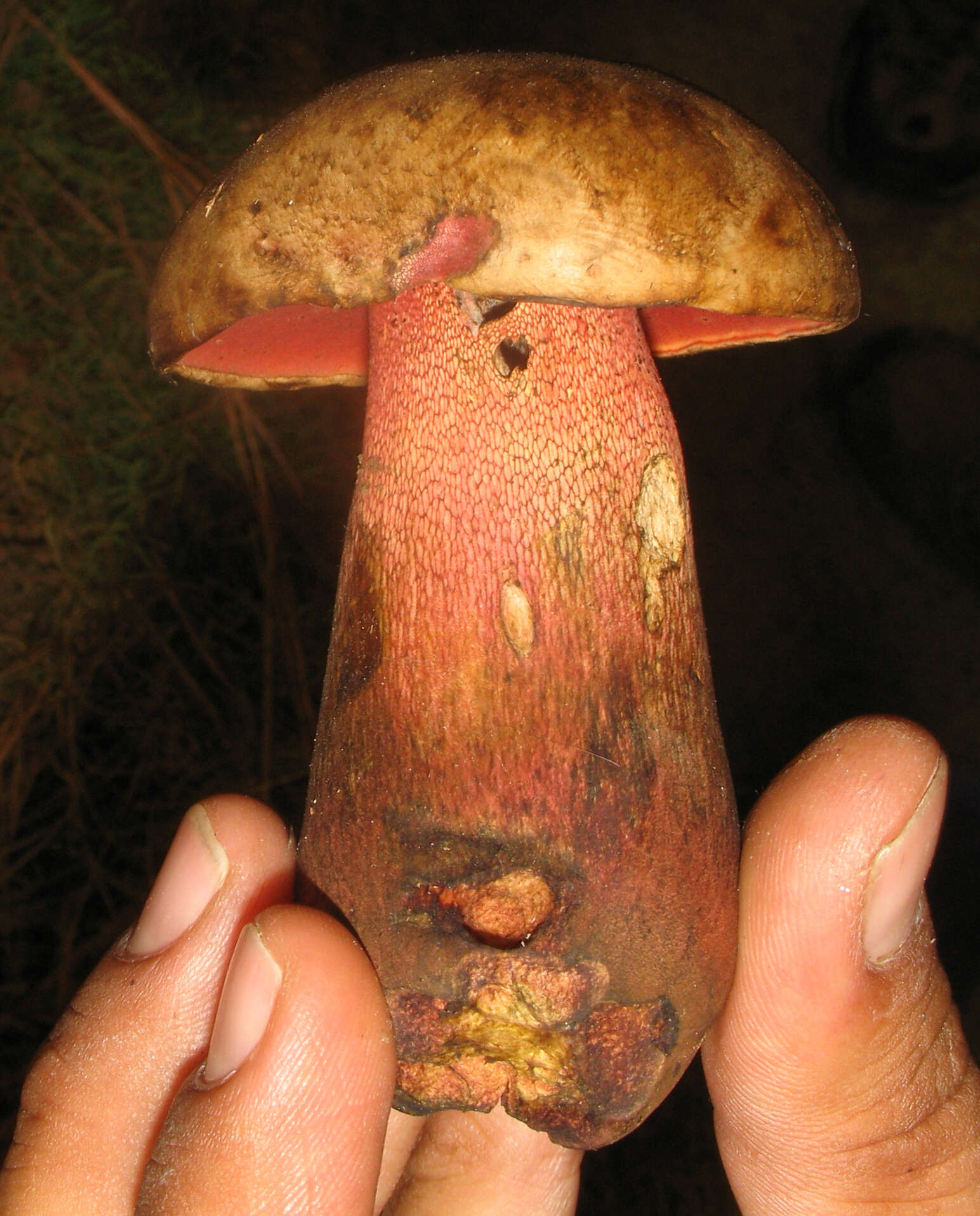 Image of Rubroboletus pulcherrimus (Thiers & Halling) D. Arora, N. Siegel & J. L. Frank 2015