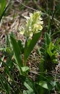 Image of Elder-flowered orchid