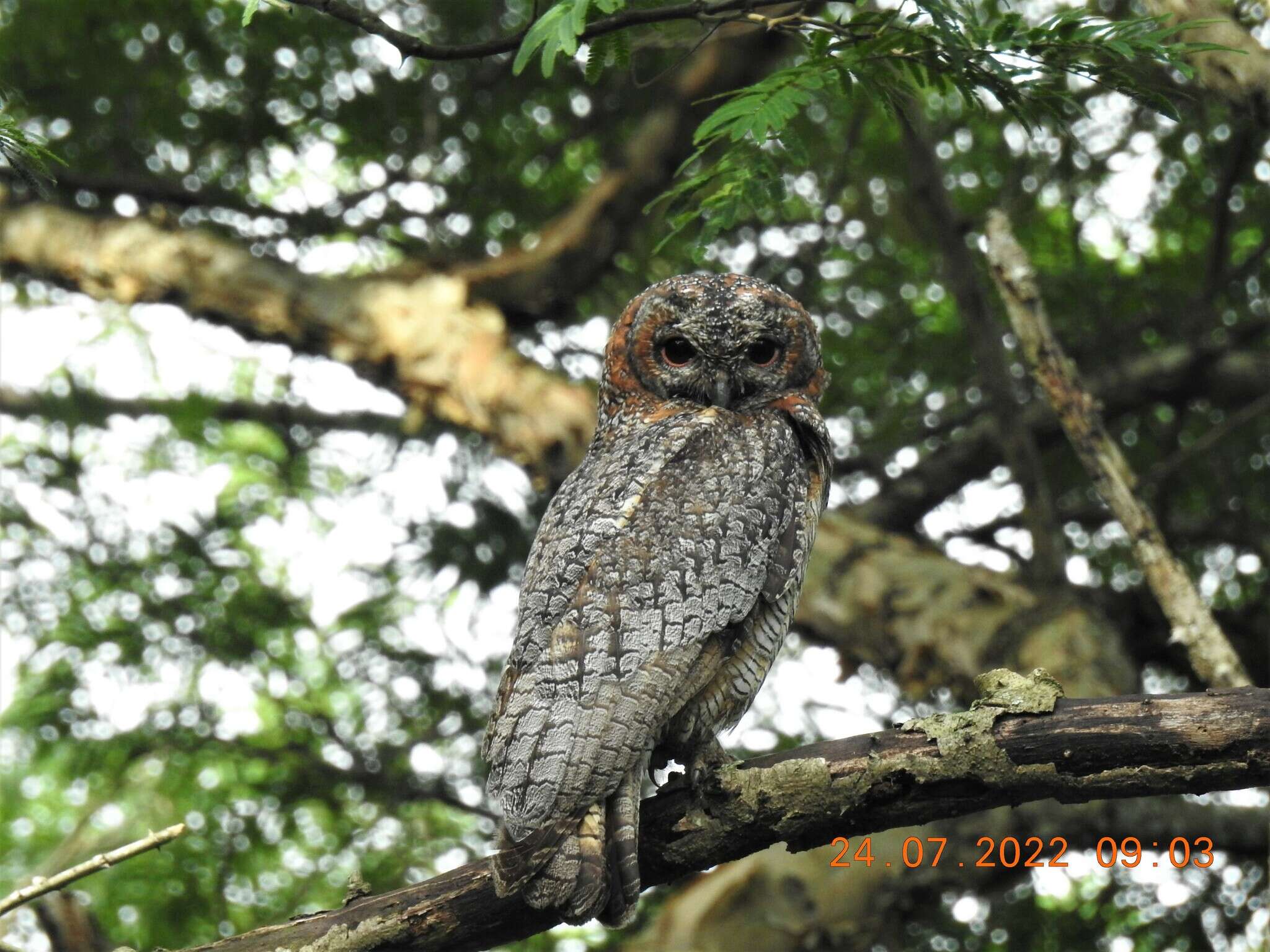 Image of Mottled Wood Owl