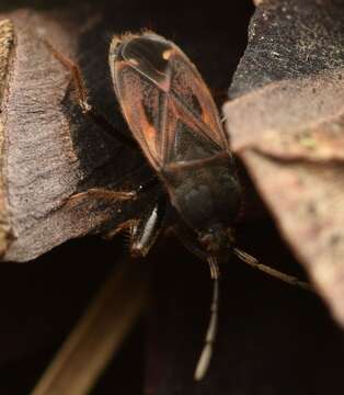 Image of Eremocoris plebejus (Fallen & C. F. 1807)