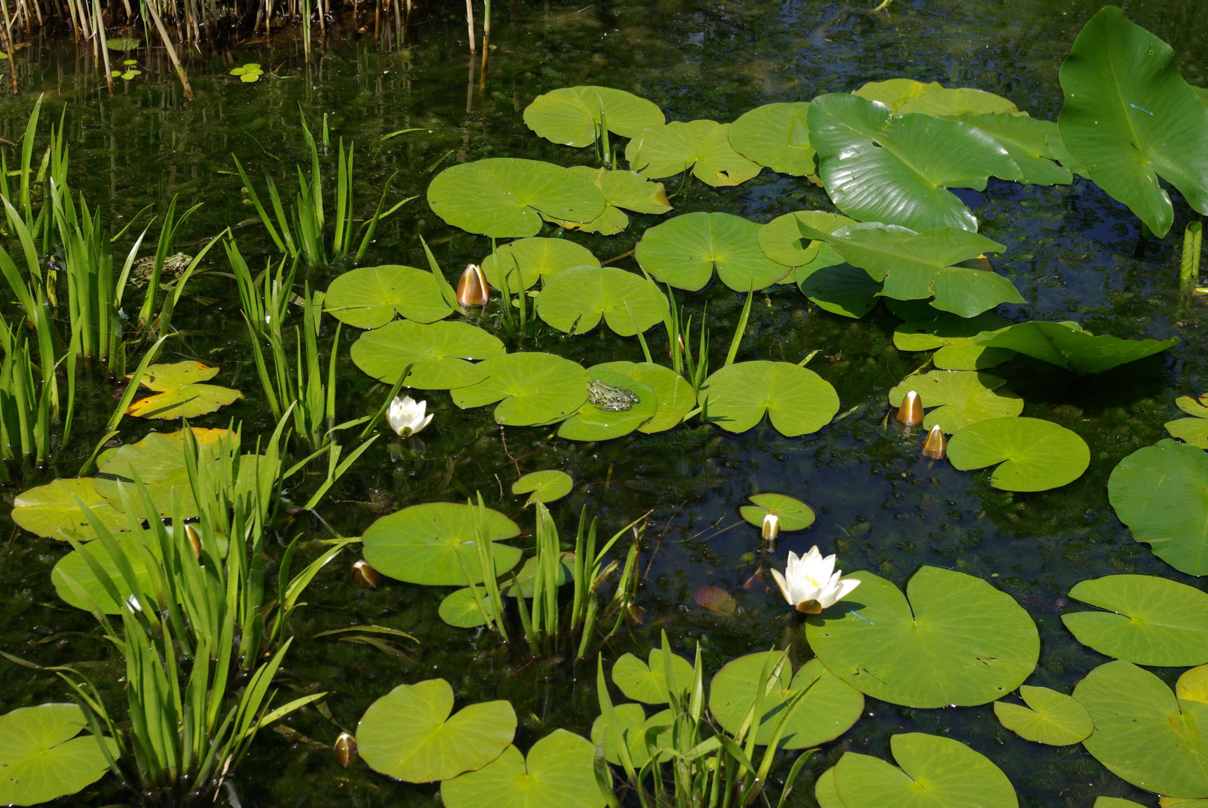 Image of Pelophylax esculentus