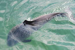 Image of Common porpoises