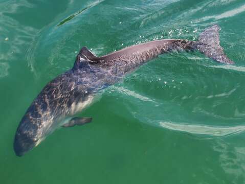 Image of Common porpoises