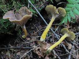 Image of Funnel Chanterelle