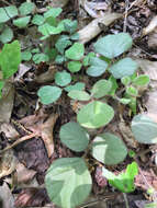 Sivun Desmodium rotundifolium (Michx.) DC. kuva