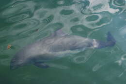 Image of porpoises