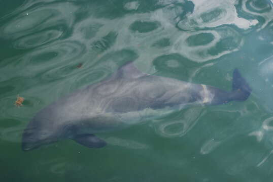 Image of porpoises