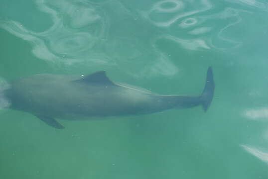 Image of Common porpoises