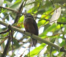 Image of Bluish-slate Antshrike