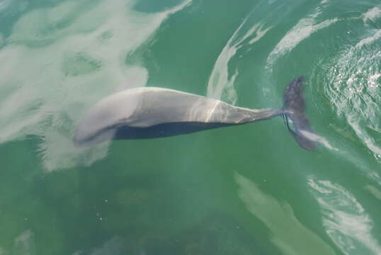 Image of Common porpoises