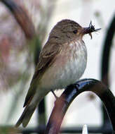 Image of Spotted Flycatcher