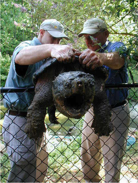 Image of Alligator Snapping Turtles