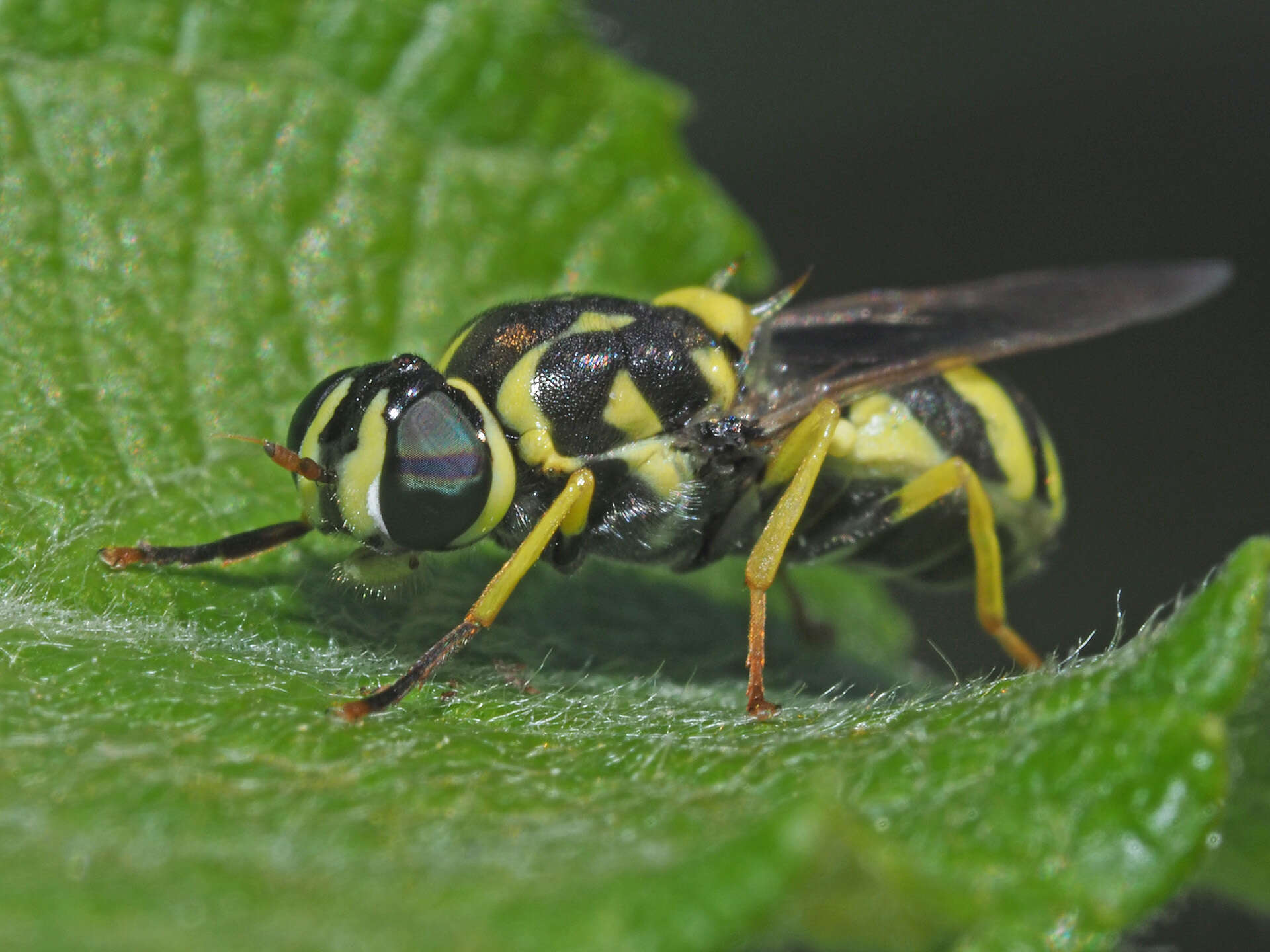 Image of Oxycera meigenii Staeger 1844