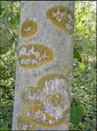 Image of orange wall lichen