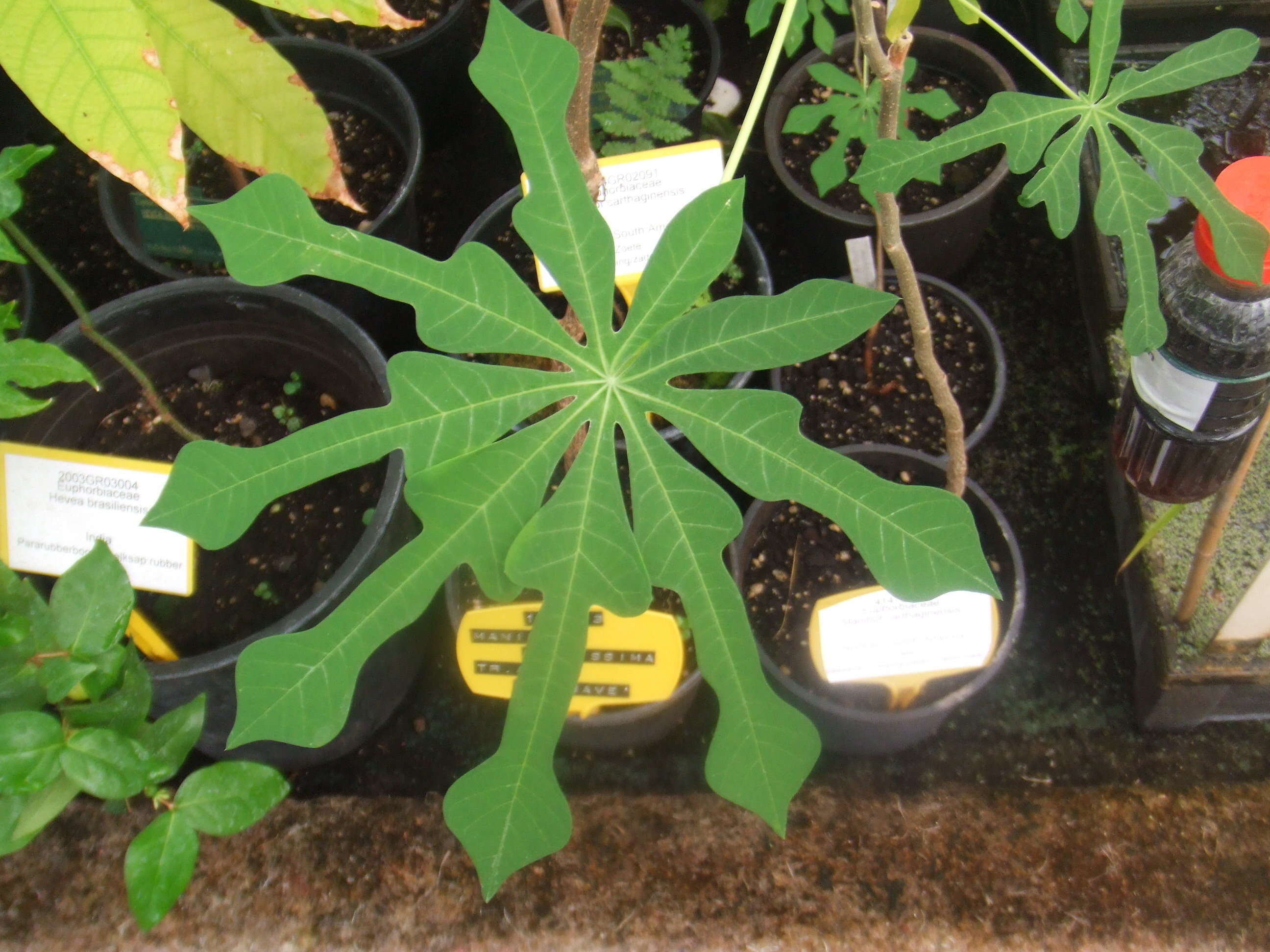 Image of cassava