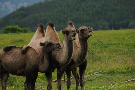 Image of Bactrian camel