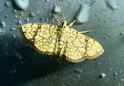 Image of Haritalodes polycymalis (Hampson 1912)