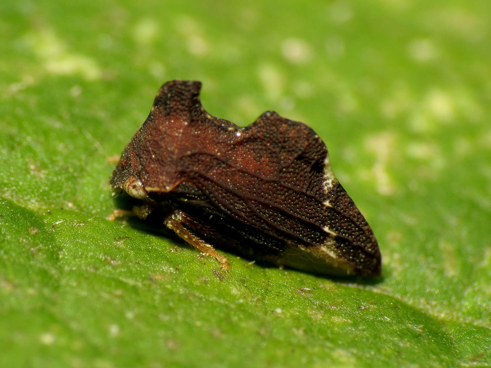 Image of Entylia carinata Forster