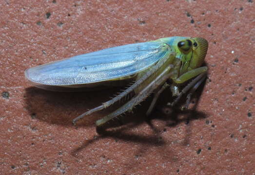 Image of Cicadella viridis (Linnaeus 1758)