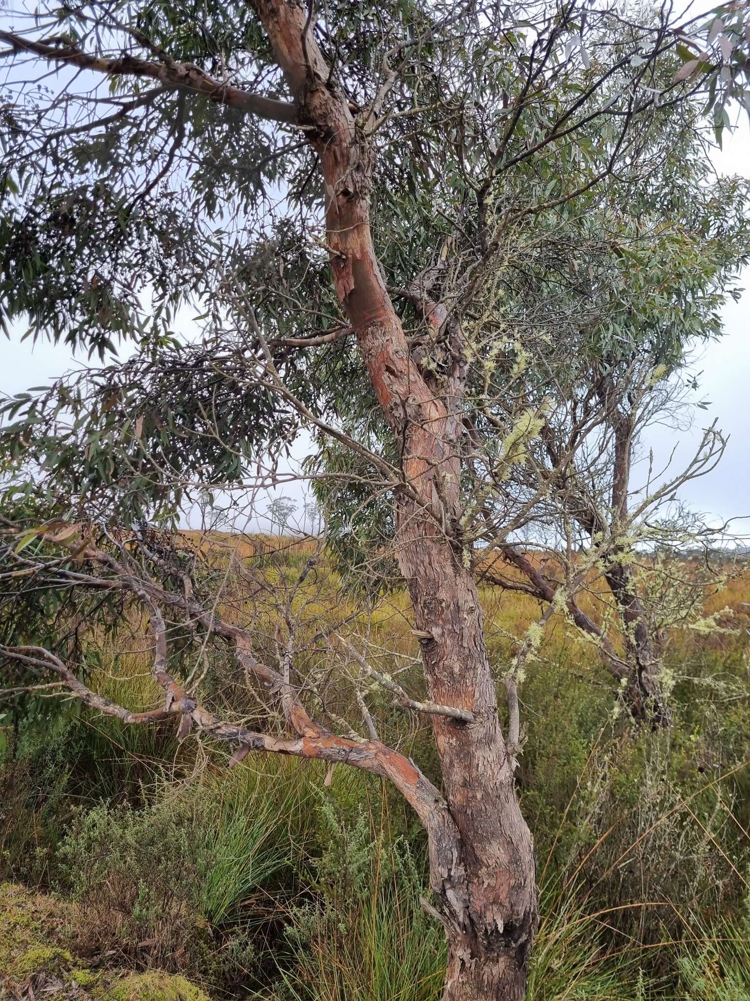 Image of Eucalyptus rodwayi R. T. Baker & H. G. Smith