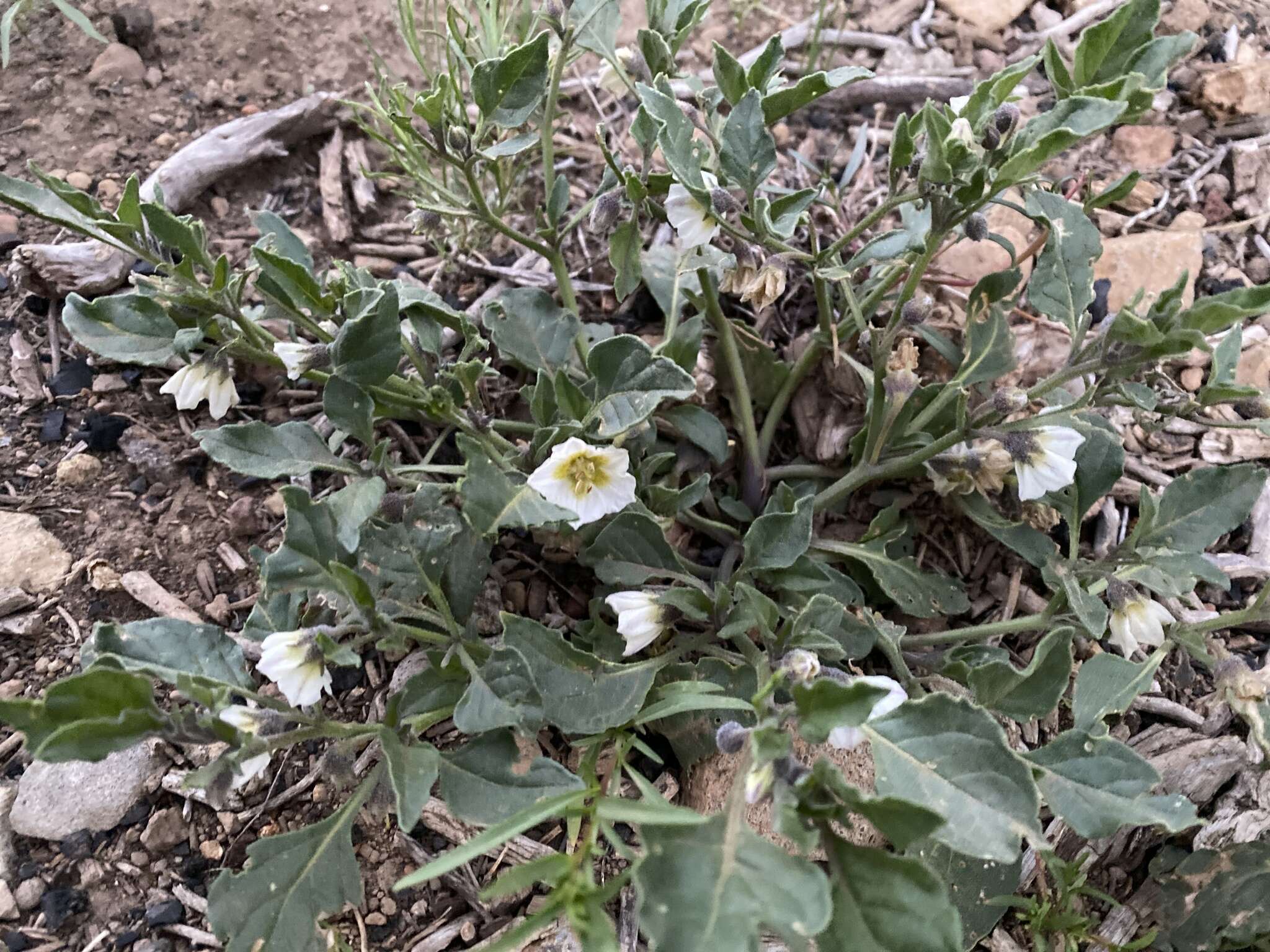 Image de Leucophysalis nana (A. Gray) Averett