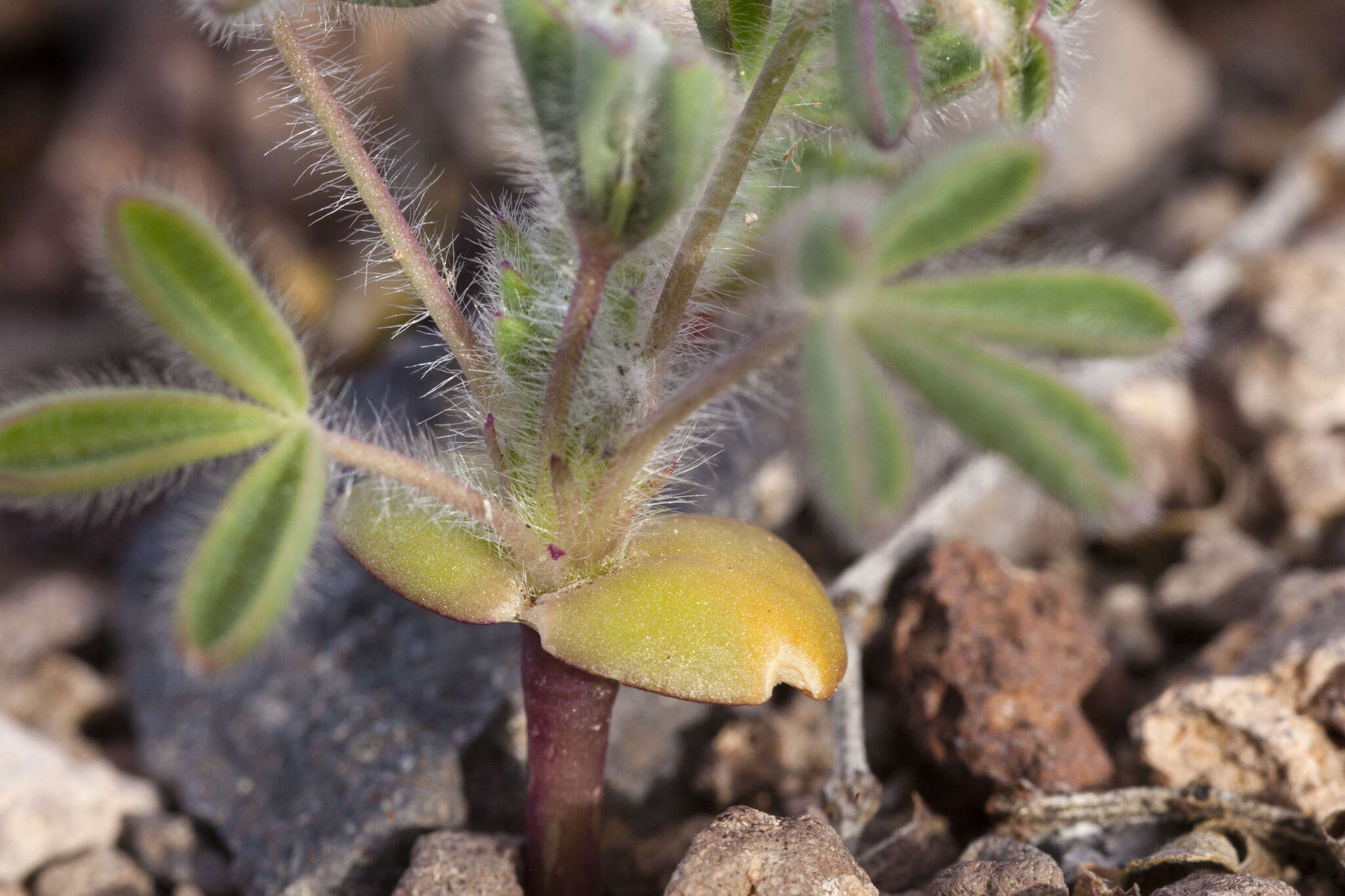 Imagem de Lupinus brevicaulis S. Watson