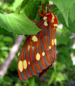 Image of Regal Moth