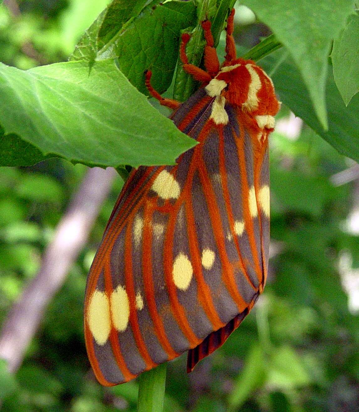 Image of Regal Moth