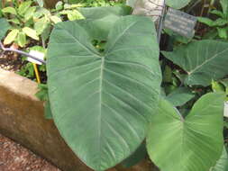 Image of Wild Taro