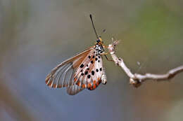 Image of Acraea obeira Hewitson 1863