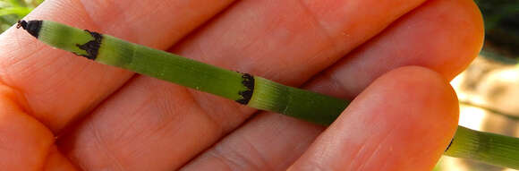 Image of smooth horsetail