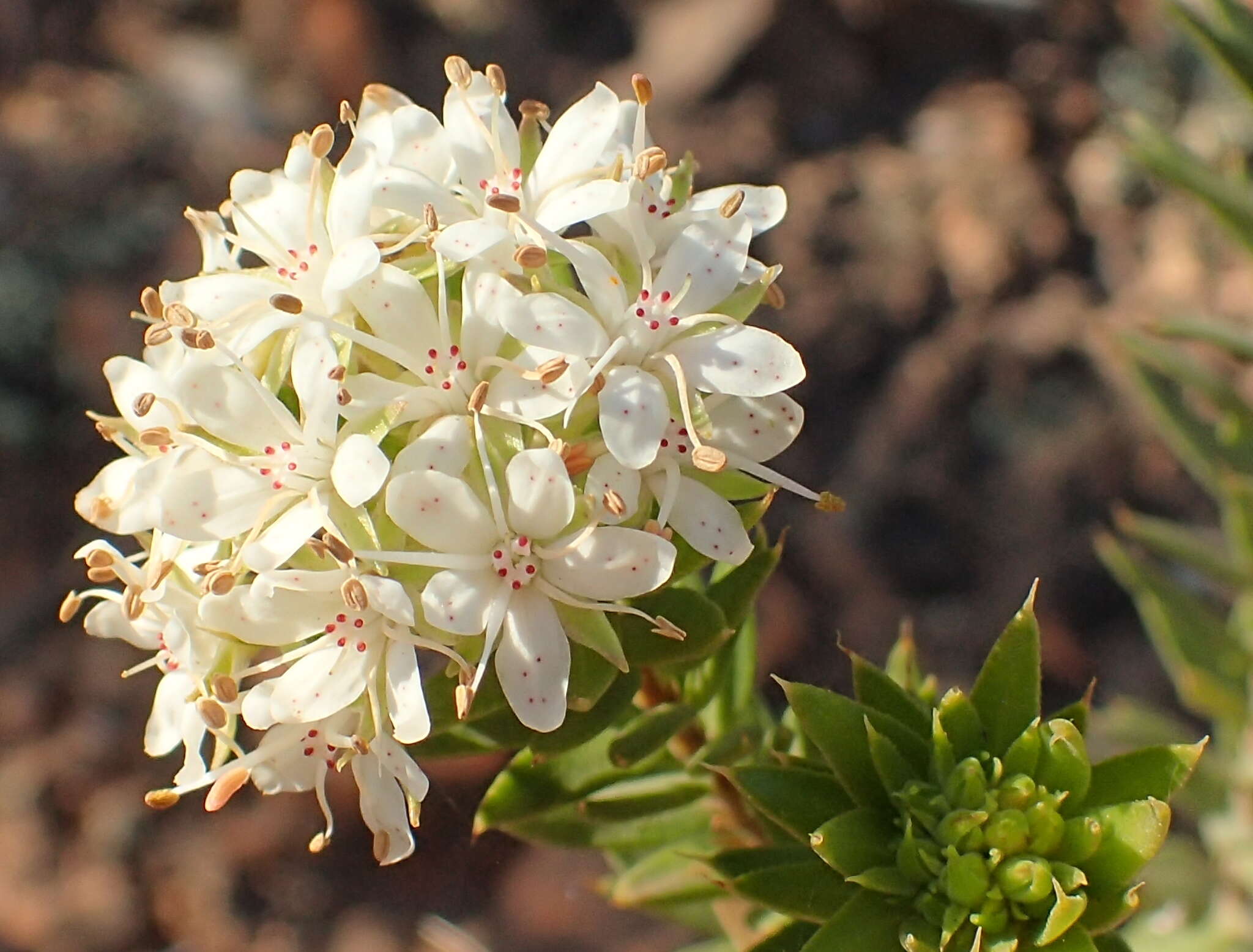 Image of Agathosma puberula (Steud.) Fourc.