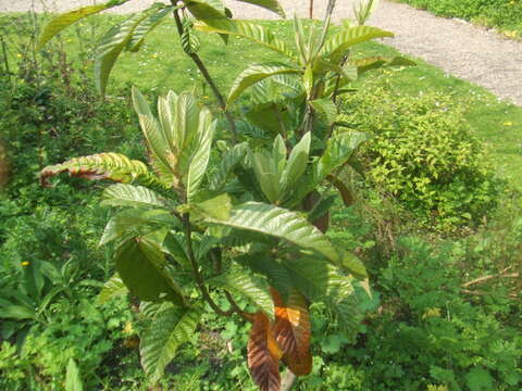 Image of loquat