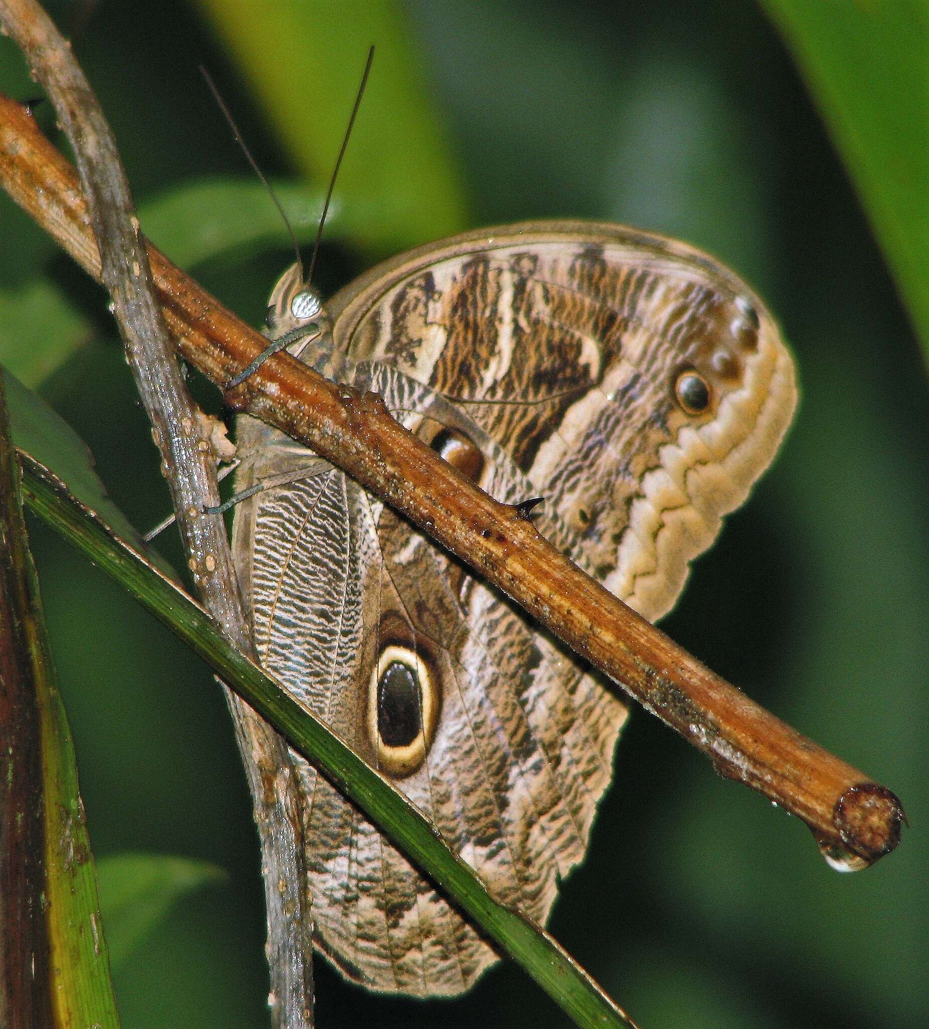 Imagem de Caligo illioneus pampeiro Fruhstorfer 1904