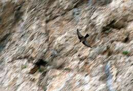 Image of Eurasian Crag Martin