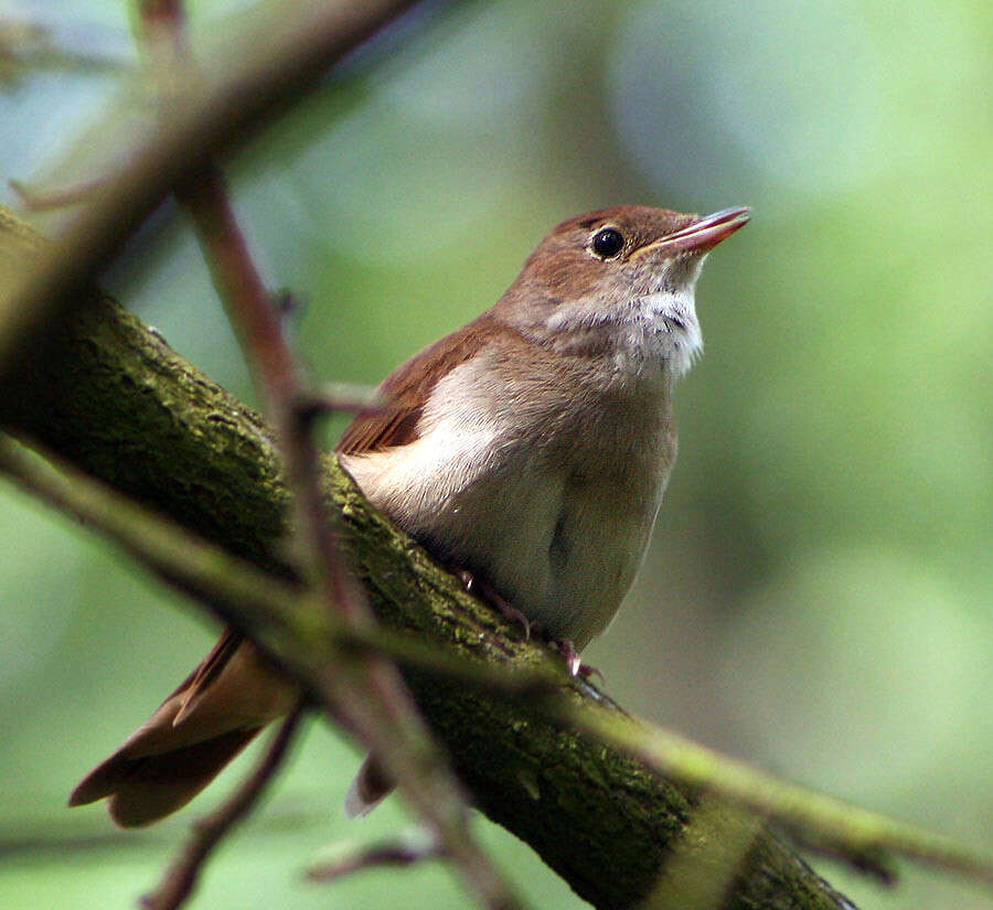 Image of nightingale, common nightingale