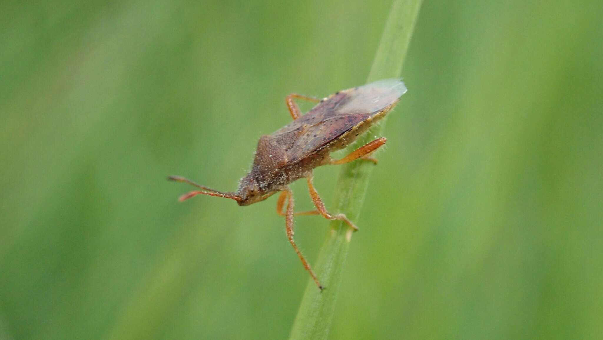 Plancia ëd Rhopalus (Aeschyntelus) maculatus (Fieber 1837)